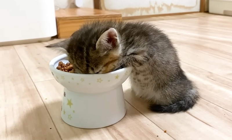 食べたまま寝る子猫