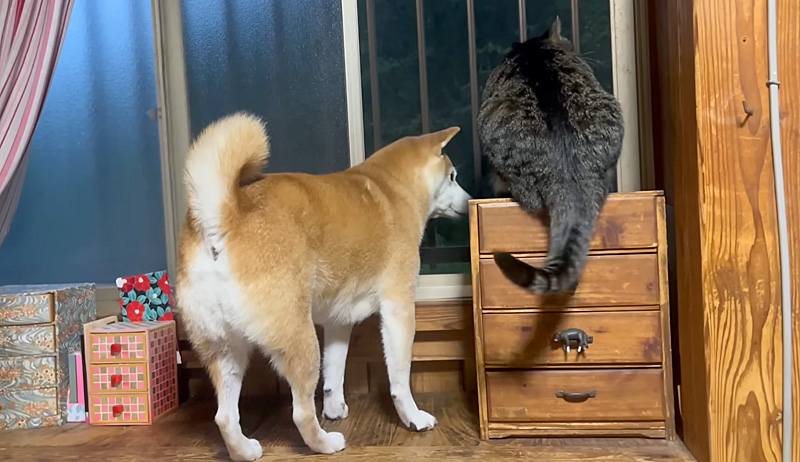 台風が気になる犬と猫