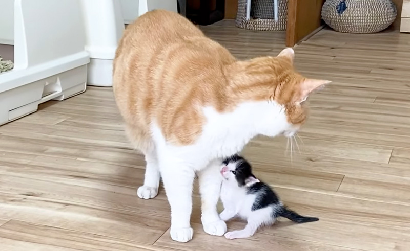 先住猫が大好きになった子猫