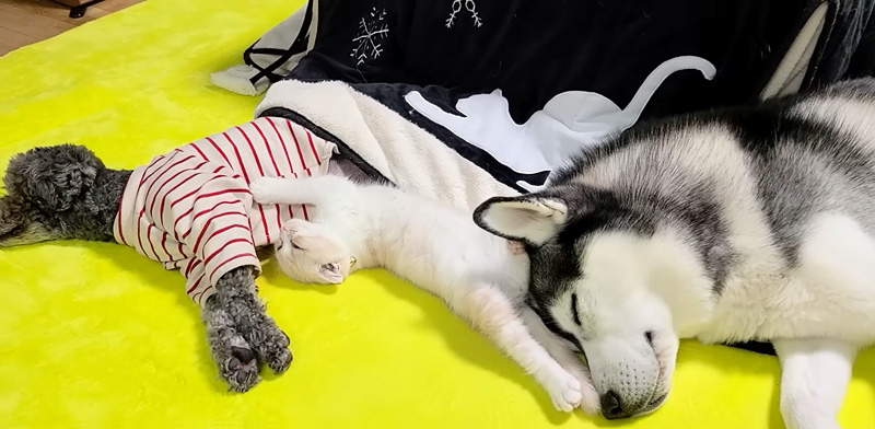 仲良しな子猫と犬達