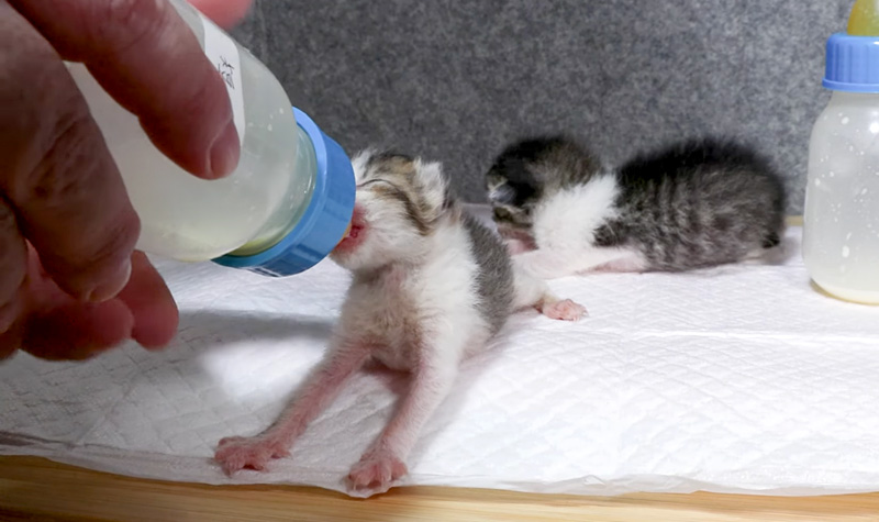 ミルクを飲む子猫