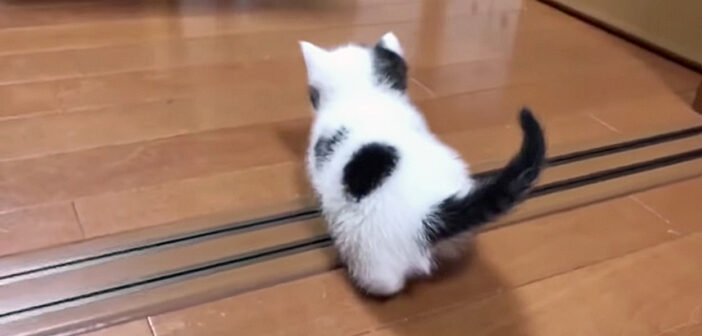 探索する子猫