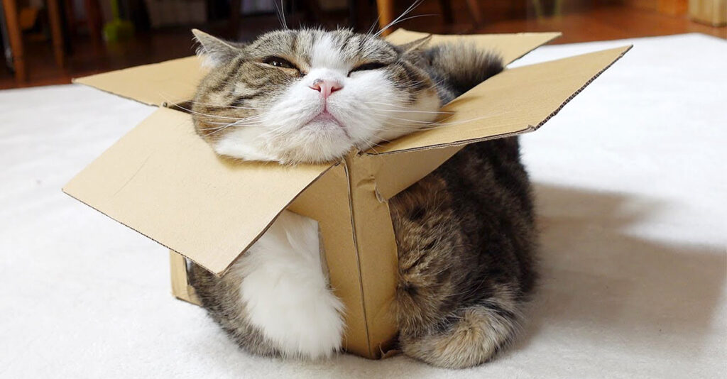 ネコハチさま専用　 おまとめ20点 hqdefault.jpg