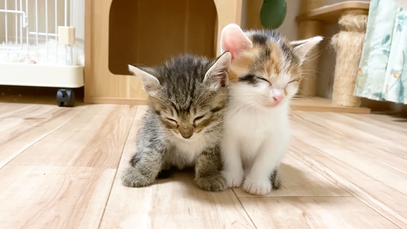 電池切れした子猫達