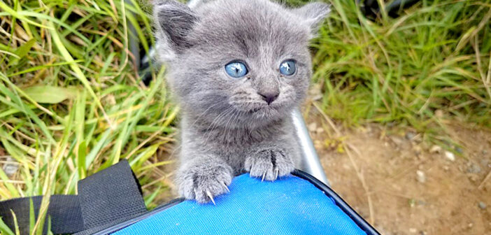 釣りの最中に現れた子猫