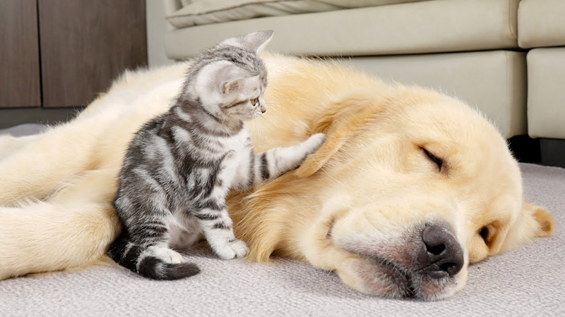 先住犬を起こそうとする子猫