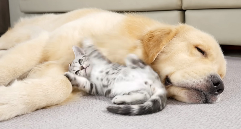 先住犬と遊びたい子猫