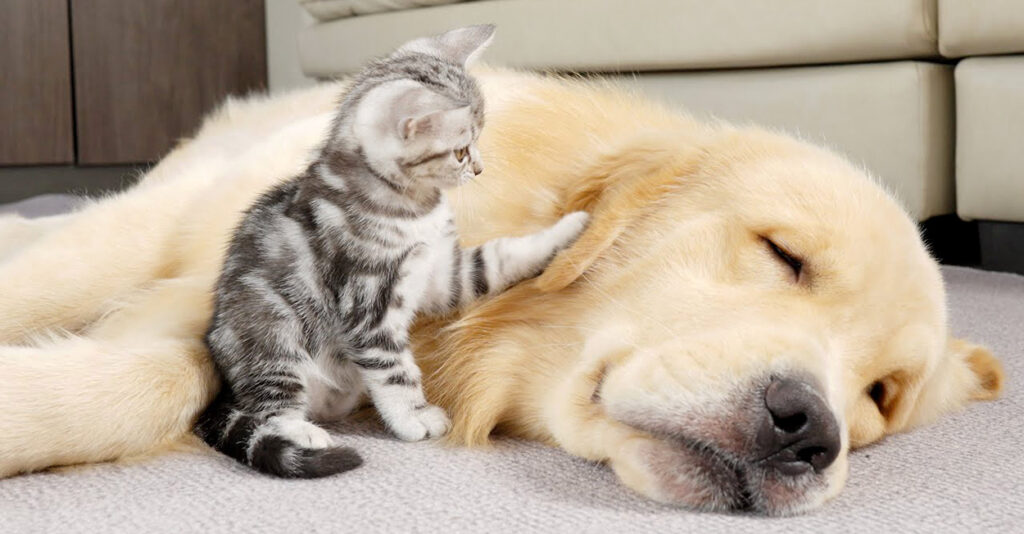 goldenhakken_cat_title-