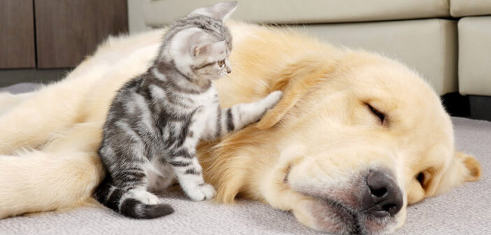 先住犬を起こそうとする子猫