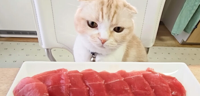 刺身が気になる猫