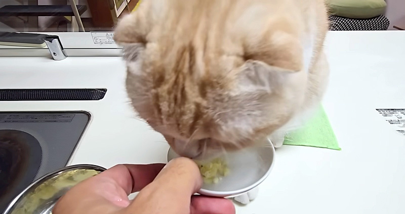 焼き芋を食べる猫