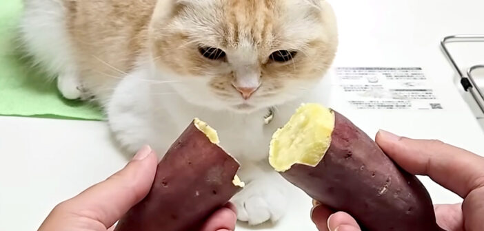 初めて焼き芋を食べる猫