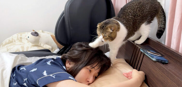 朝5時半にママの頭を掘り掘りして起こす猫さん。何とか起こすことに成功するも、まさかの展開が待っていた ( *´艸｀)