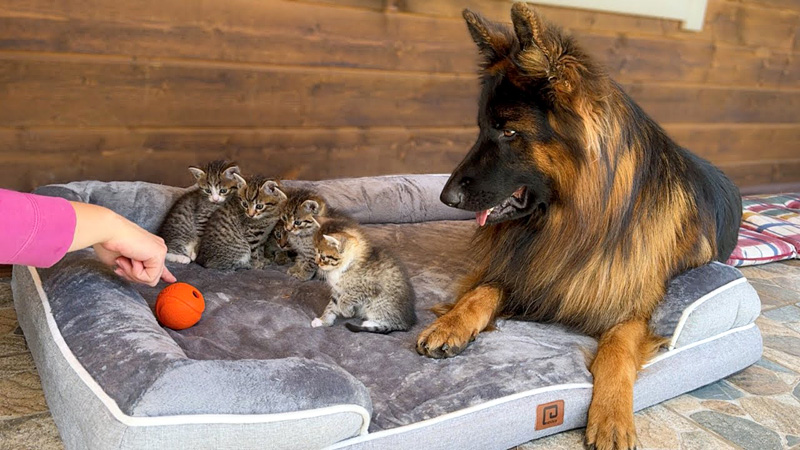 犬と一緒の動きをする子猫達