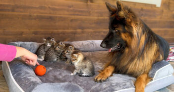 犬と一緒の動きをする子猫達