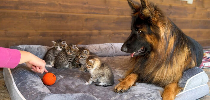 犬と一緒の動きをする子猫達