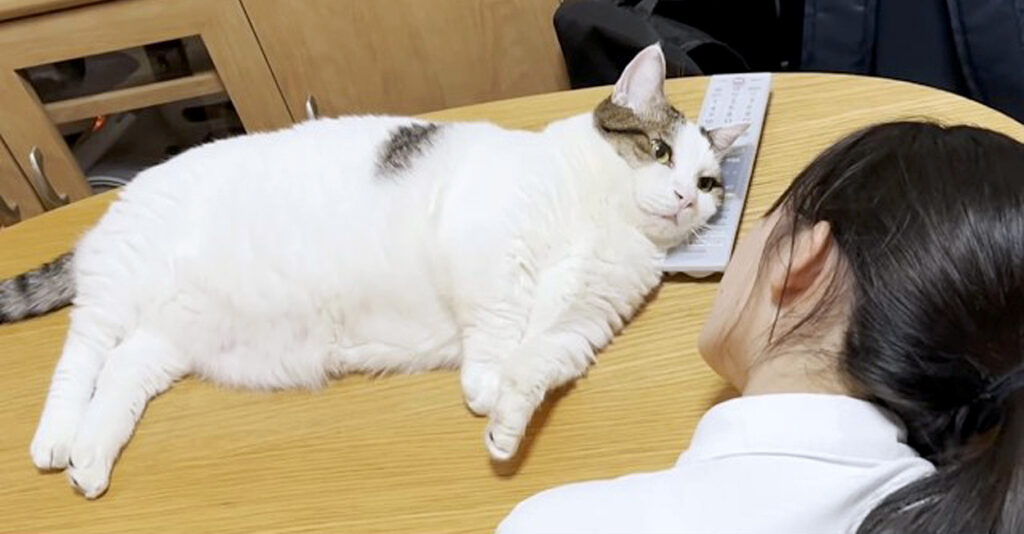 karamimakuru_cat_title-