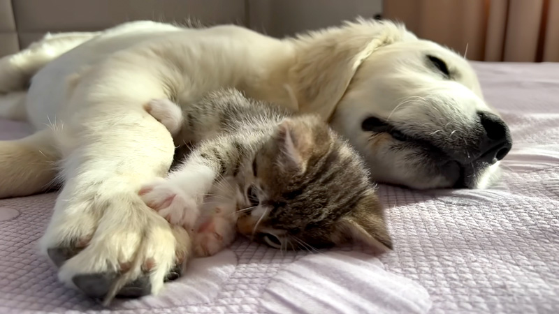 子犬を起こそうと頑張る子猫