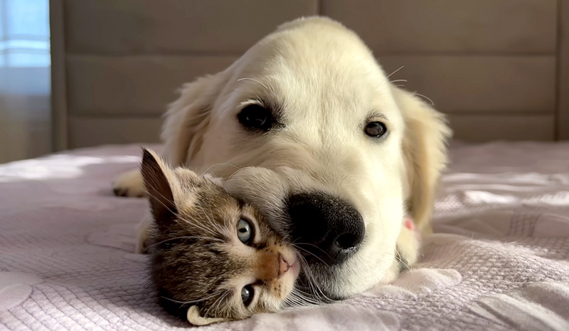 子犬に押しつぶされた子猫