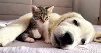 仲良しな子猫と子犬