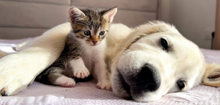 仲良しな子猫と子犬