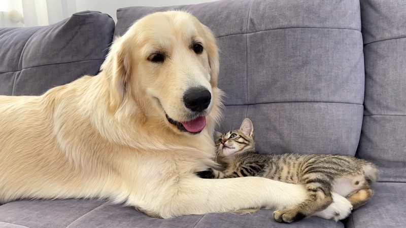 仲良くなった子猫と先住犬