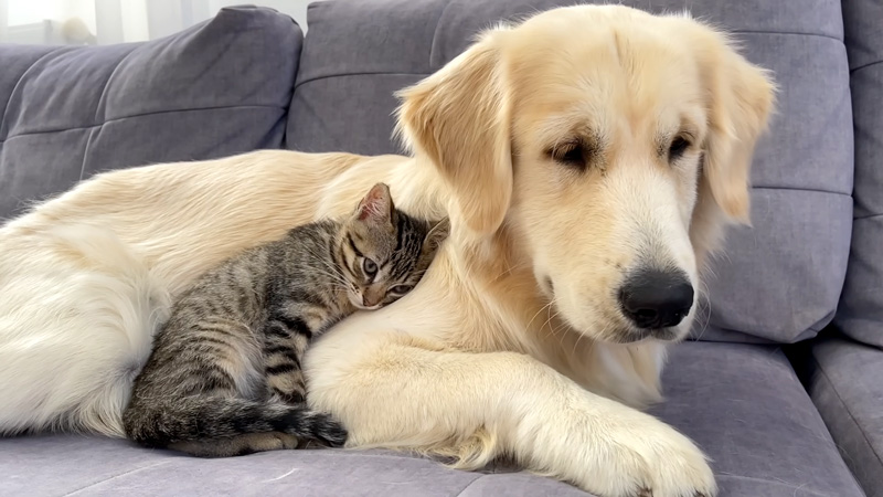 先住犬に寄り添う子猫