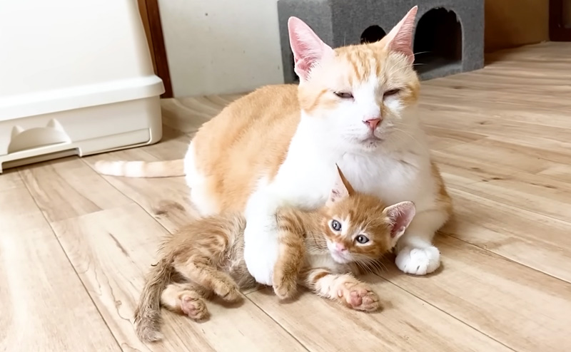 子猫を寝かしつける先住猫