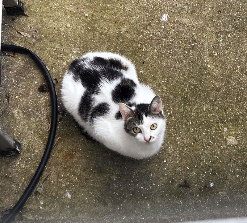 野外で過ごしていた猫