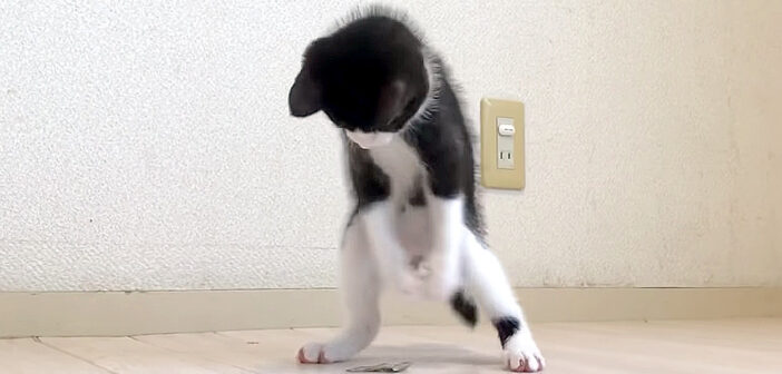 荒ぶる子猫