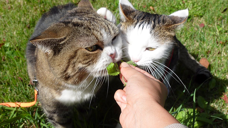 ペアでお散歩する猫達