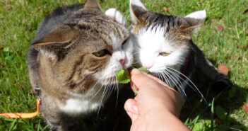 ペアでお散歩する猫達