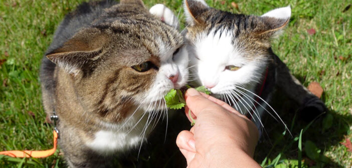 ペアでお散歩する猫達