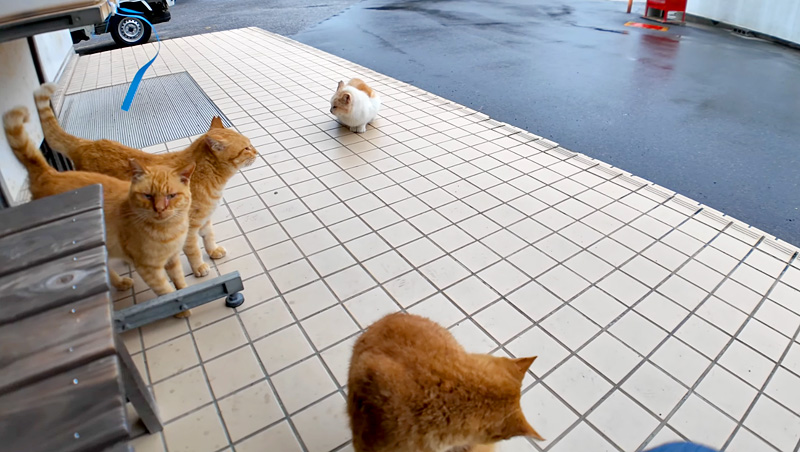 雨宿りしに来た猫達