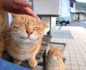 雨が降り出したので島の農協事務所の軒先で雨宿りしていたら… 猫達も雨宿りするために集まってきて可愛い (*´ω｀*)