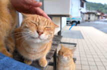 雨宿りしに来た猫達