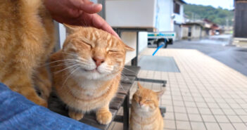 雨が降り出したので島の農協事務所の軒先で雨宿りしていたら… 猫達も雨宿りするために集まってきて可愛い (*´ω｀*)