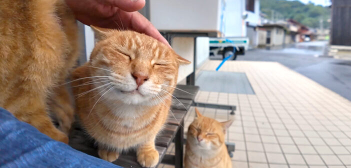 雨宿りしに来た猫達