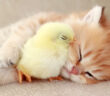 眠る子猫とヒヨコ