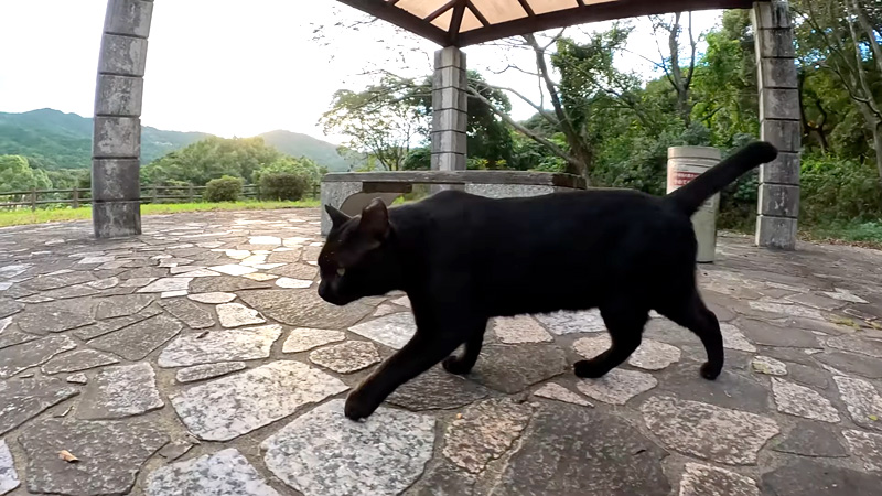 お気に入りの場所に来た猫