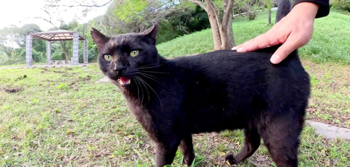 案内する猫