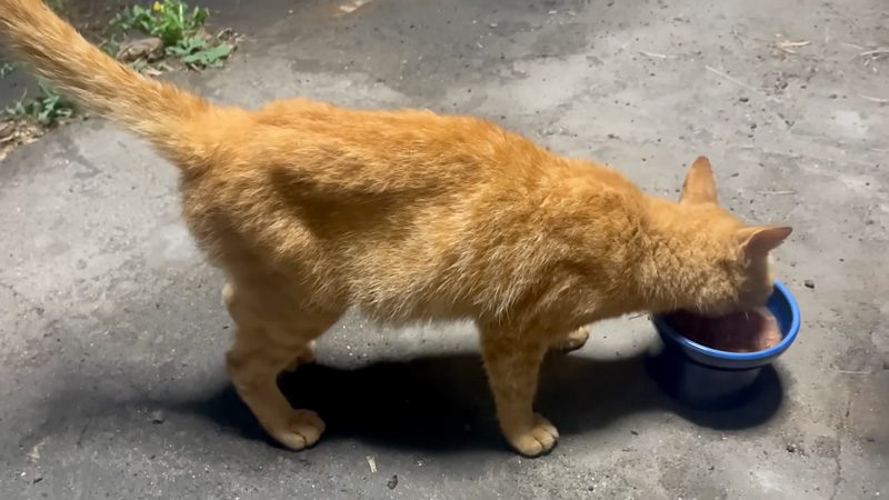 ご飯を食べる猫