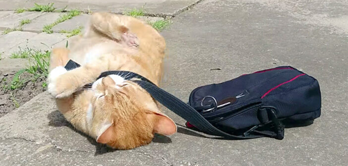 どうしても飼い主さんを仕事に行かせたくなかった猫。家の外で可愛い抵抗に出た ( *´艸｀)♡