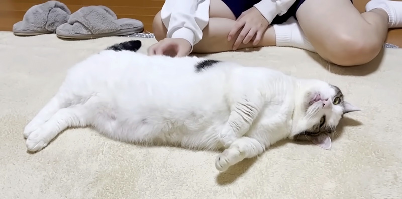 とろける猫