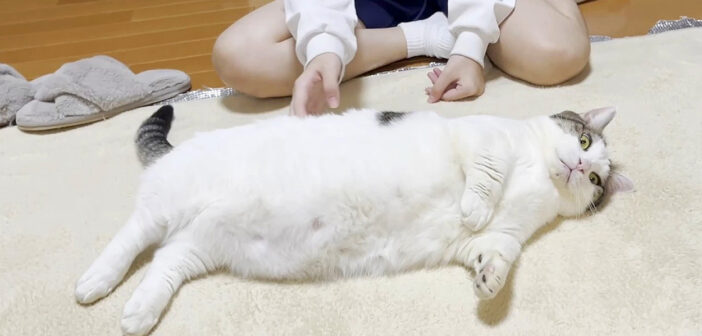 お姉ちゃんに撫でられる猫