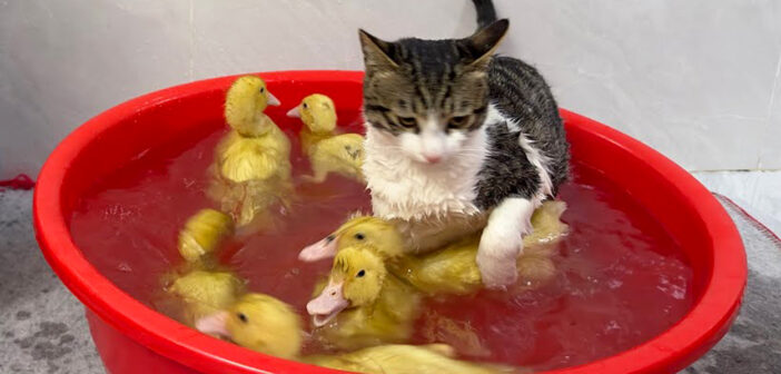 プールで泳ぐアヒルのヒナが気になり過ぎた子猫。自らプールに飛び込んで、濡れながらヒナを観察する様子にビックリ！