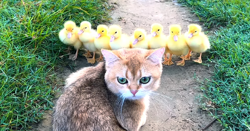 アヒルのヒナ達と冒険に出かけた子猫