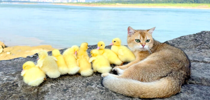 アヒルのヒナ達と冒険に出かけた子猫