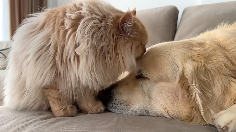 同居犬を起こす猫