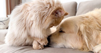 同居犬を起こす猫